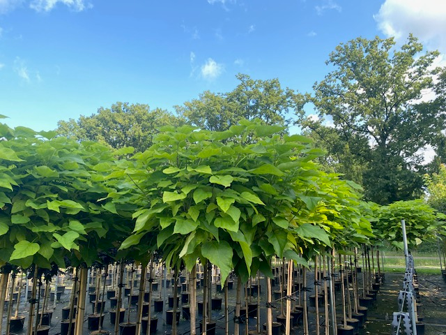catalpa1