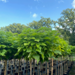 catalpa1
