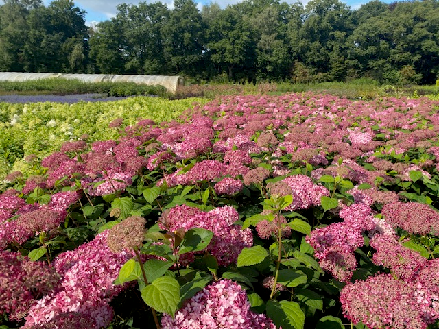 hortensiepink1